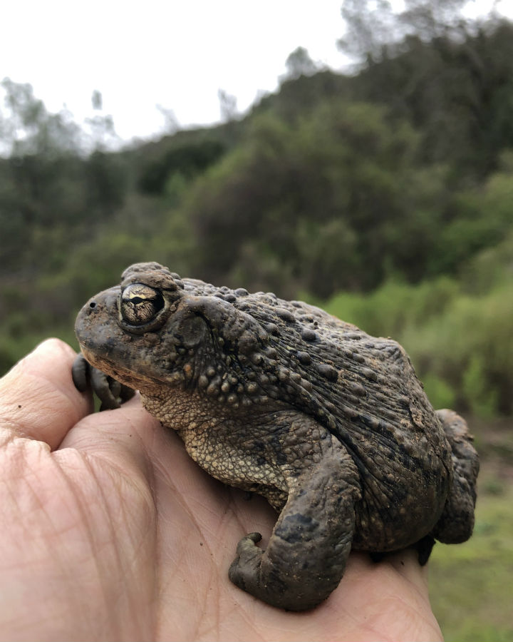 California Toad.